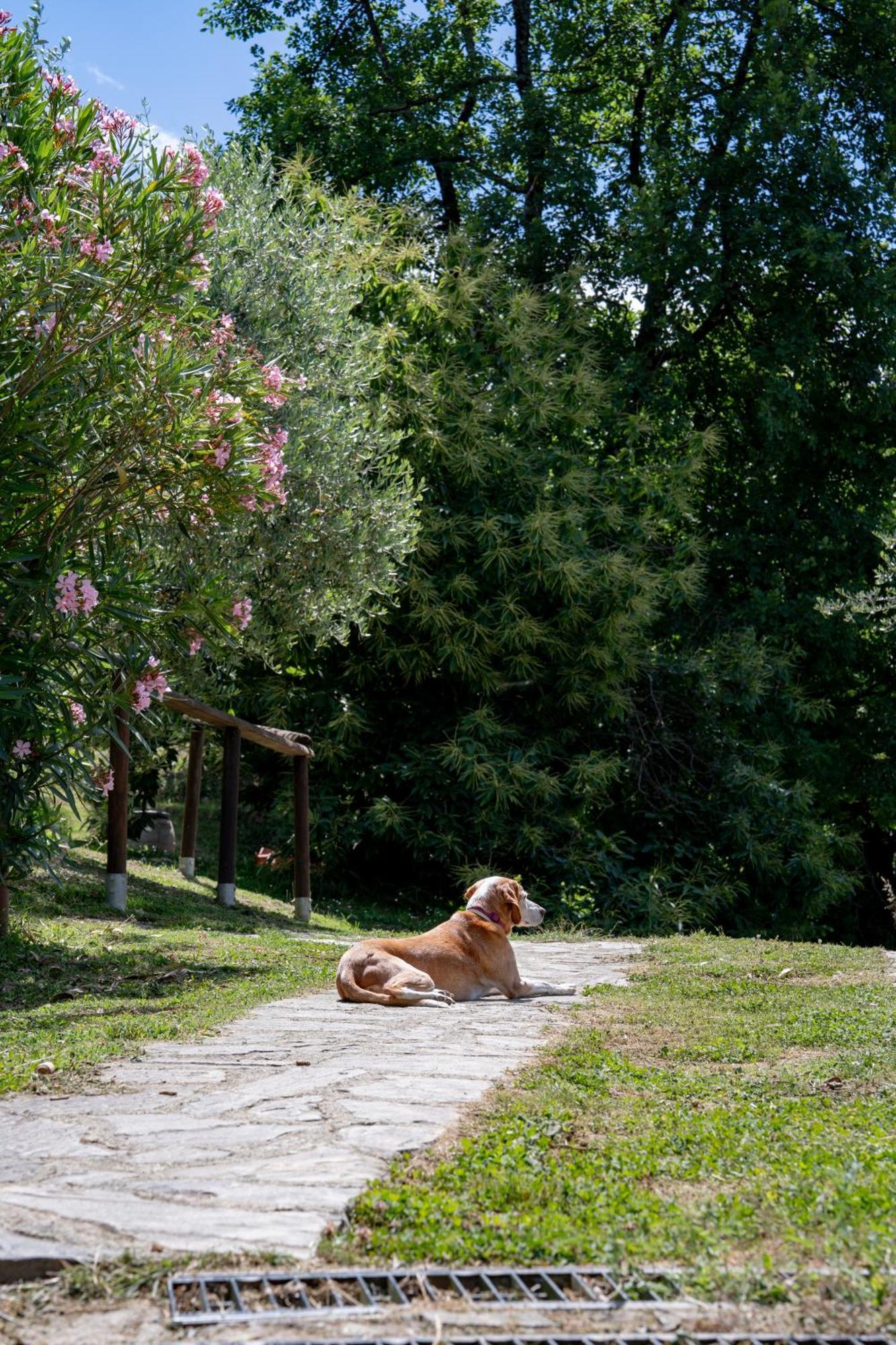 Agriturismo I Due Ghiri - Cinque Terre Calice al Cornoviglio 외부 사진